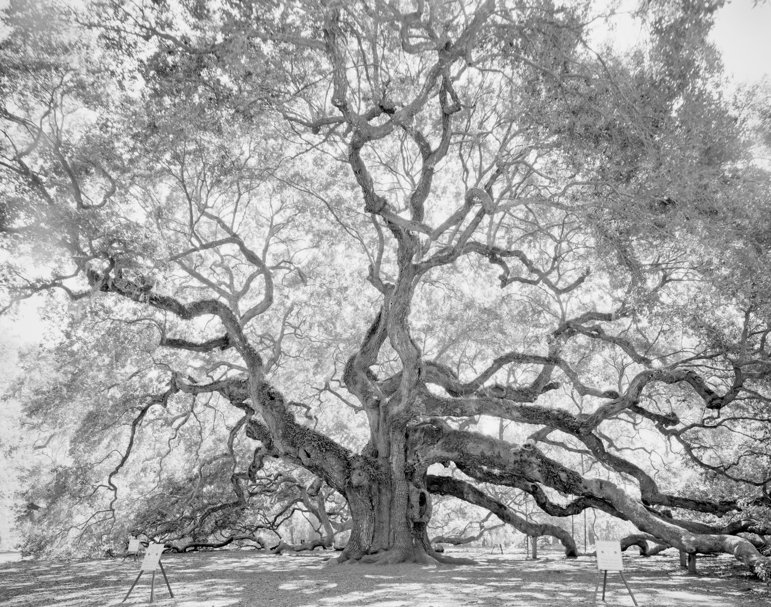  Angel Oak, Charleston, South Carolina 