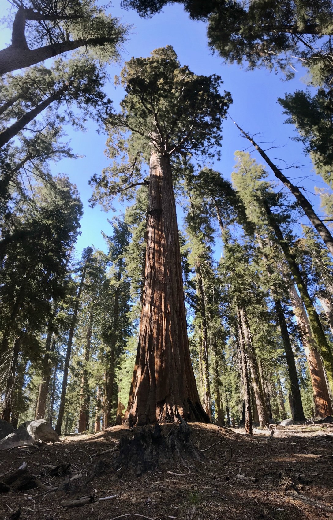  Sequoia National Park, California 