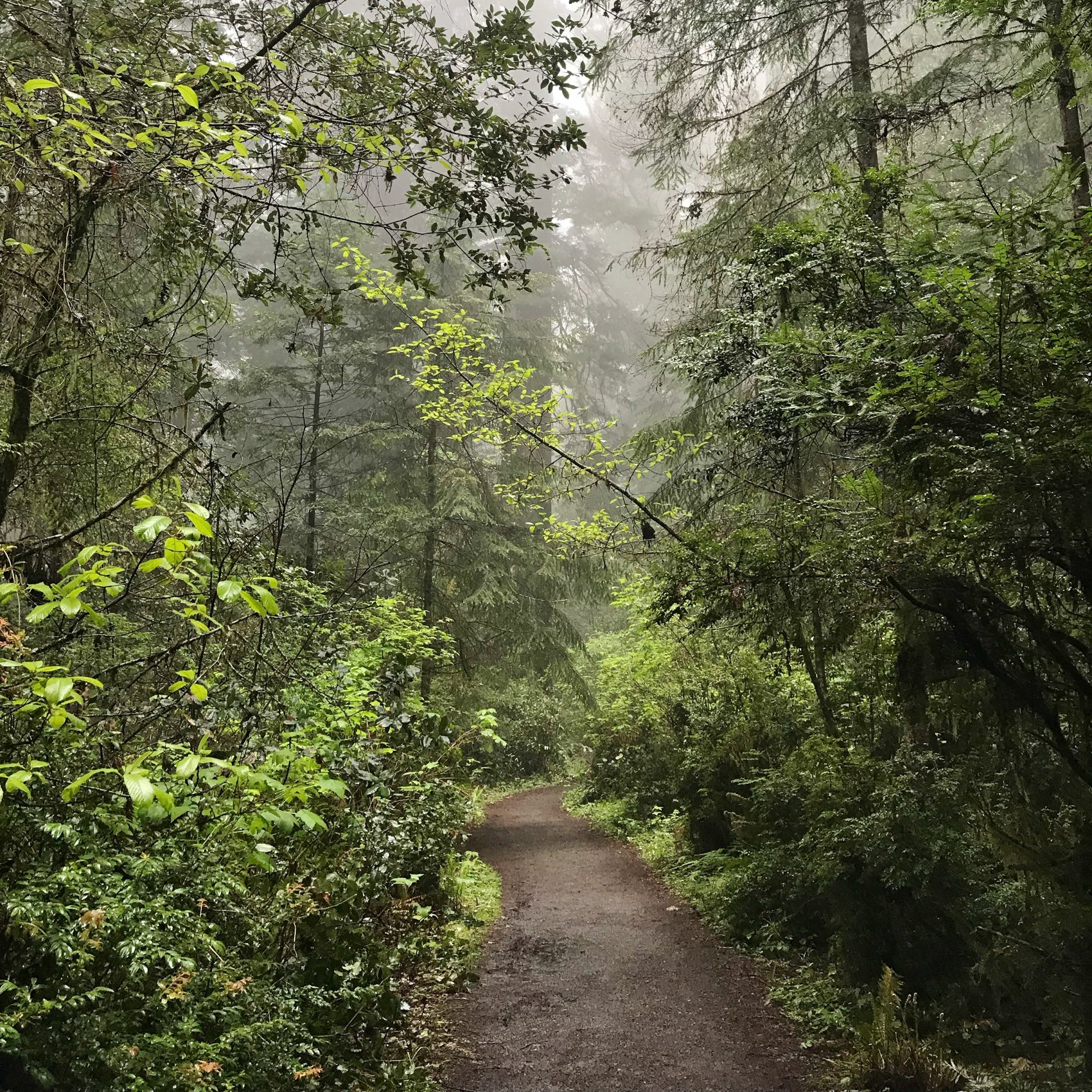  Redwood National Park, California 