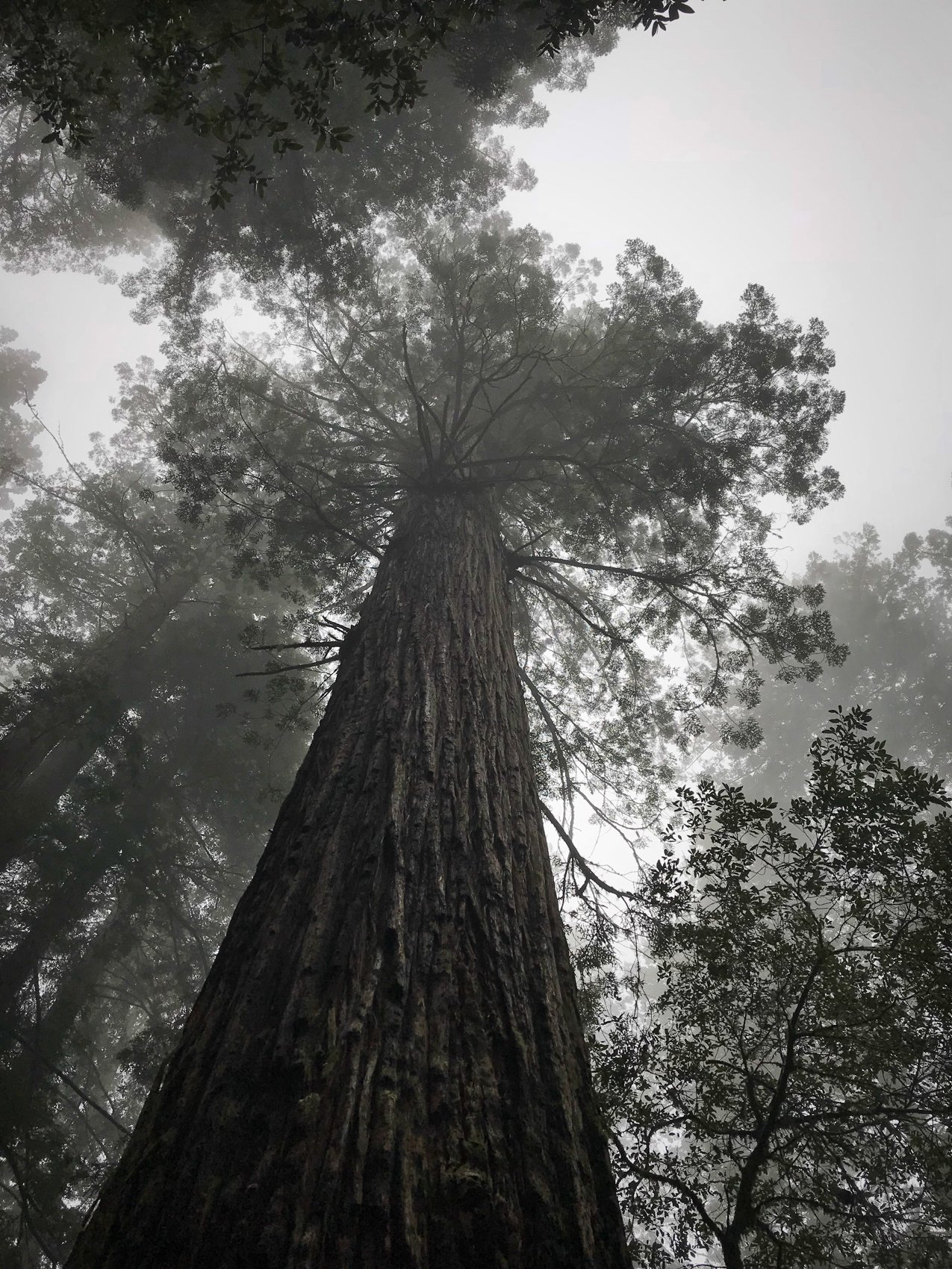 Redwood National Park, California 
