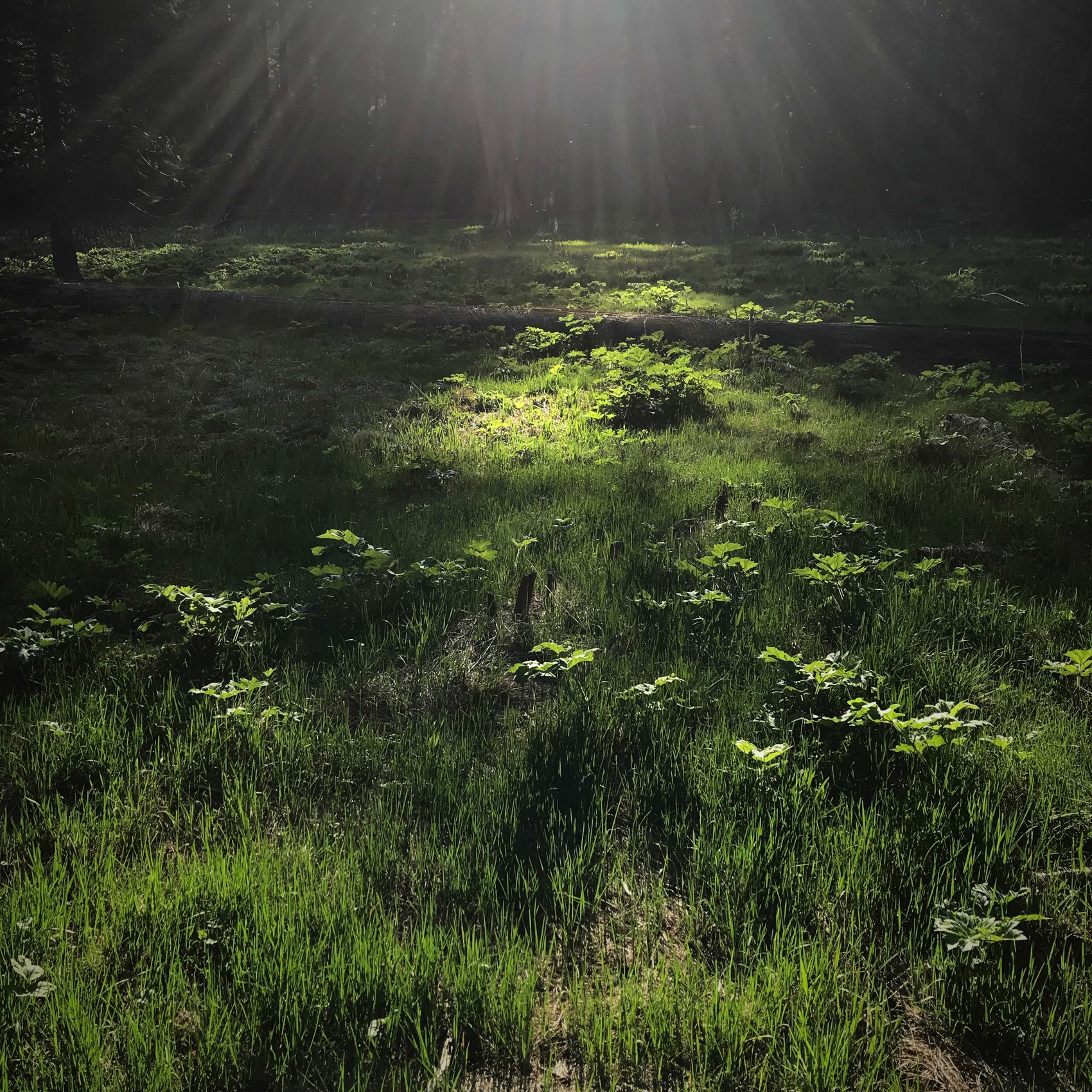  Sequoia National Park, California 