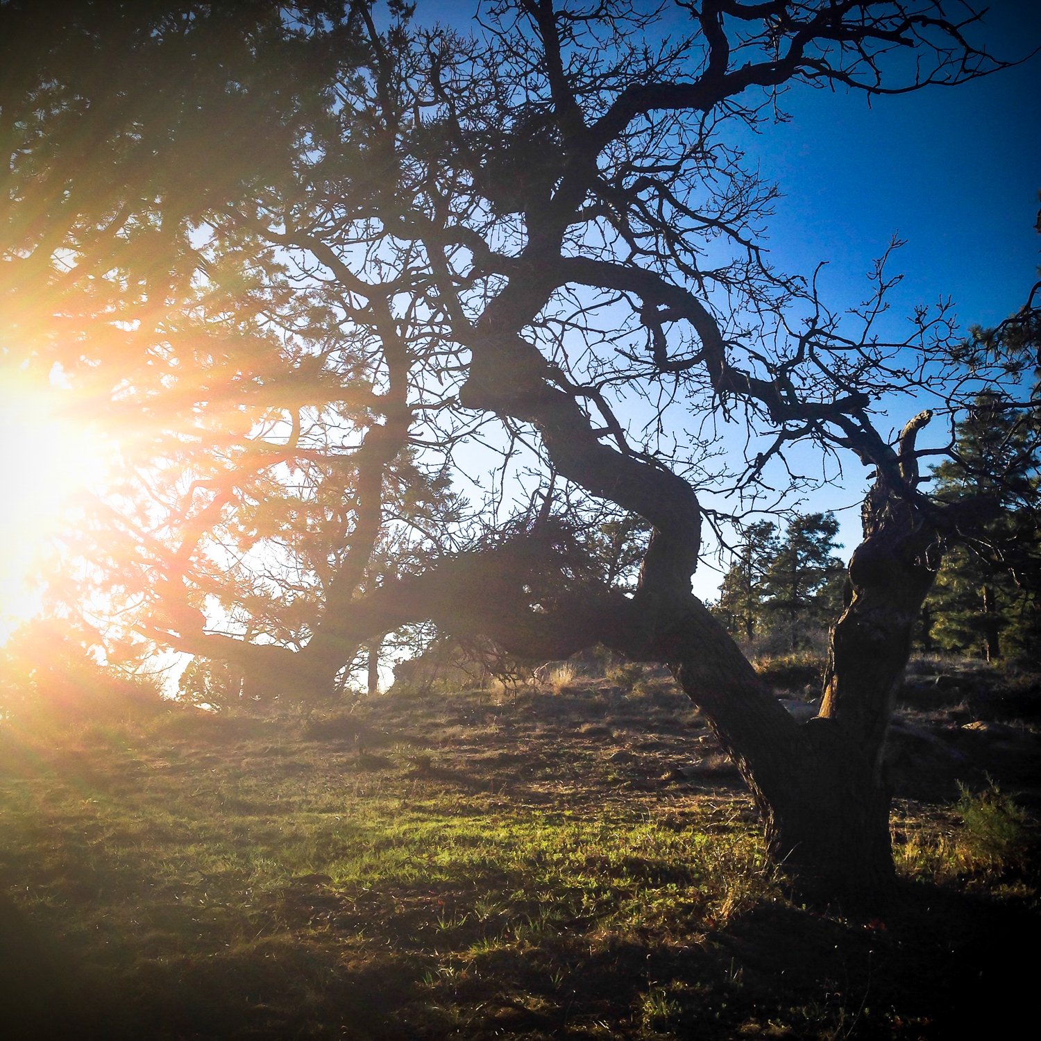  Prescott National Forest, Arizona 