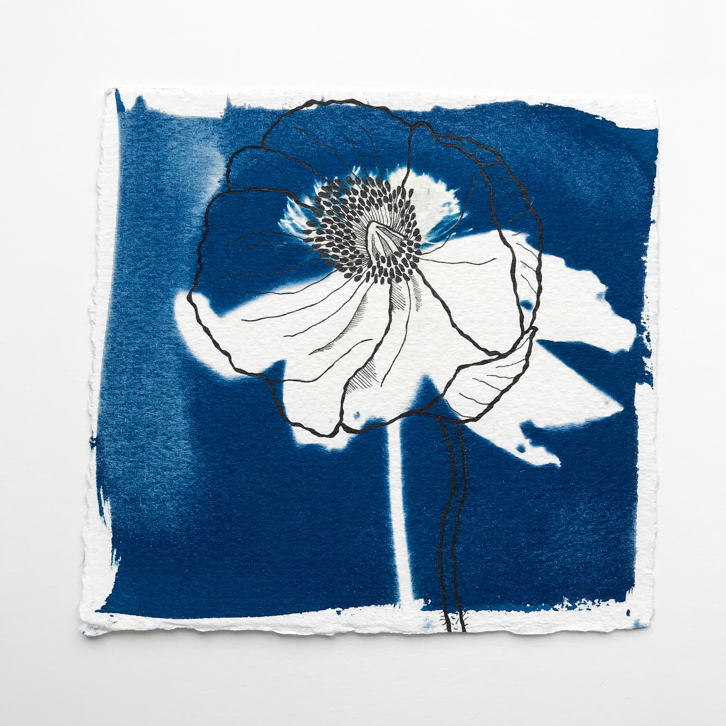  Cyanotype of a poppy flower layered with pen and ink drawing. 