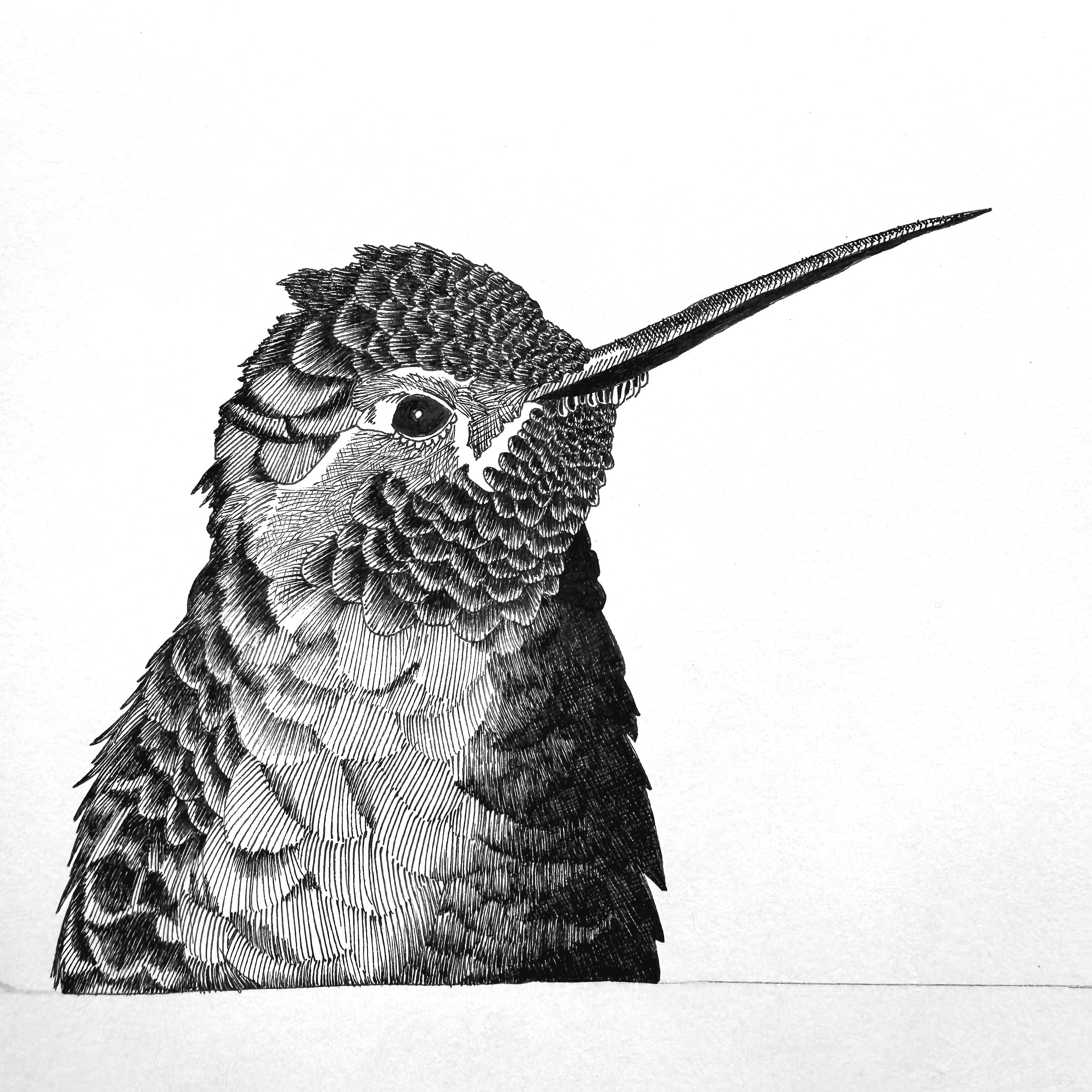 Broad-billed Hummingbird