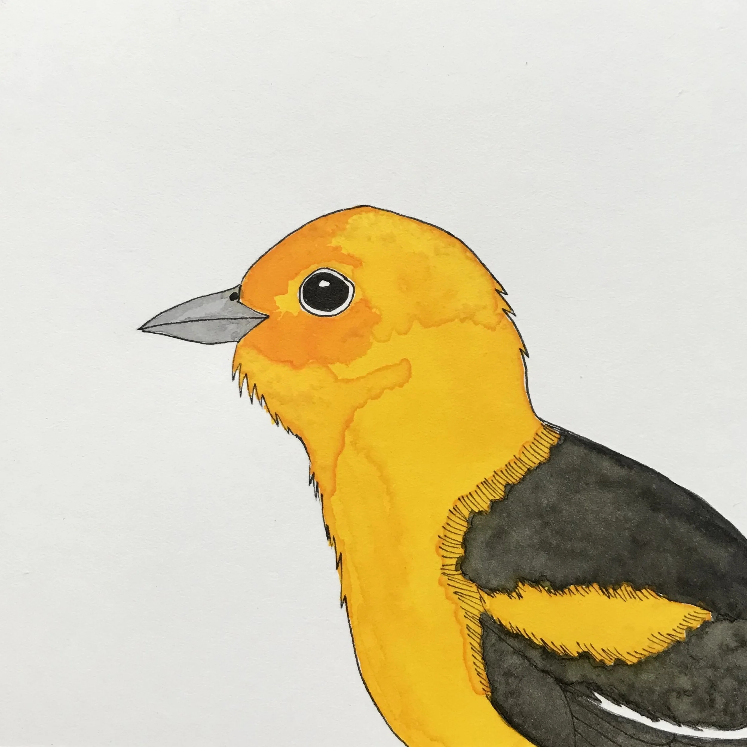 GoldFinch.jpeg
