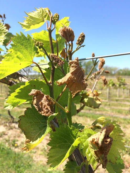 Our Marquettes felt some of the frost on that early May morning. 