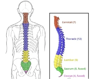 Overview-of-the-Different-Parts-of-the-Vertebral-Column-1-1.jpg