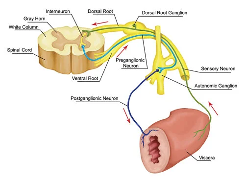 article-108-nervous-system.jpg