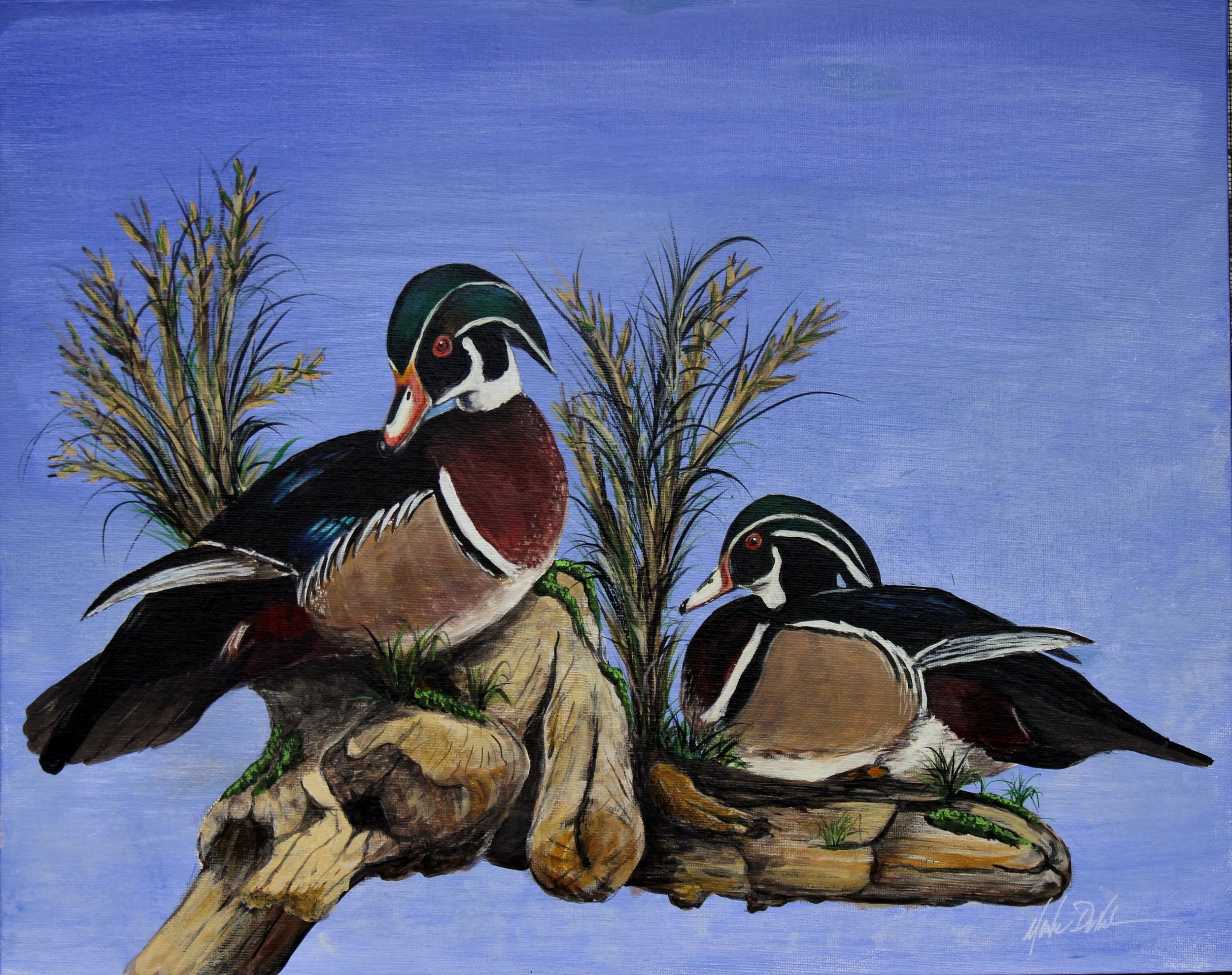 Wood Duck Drakes Original
