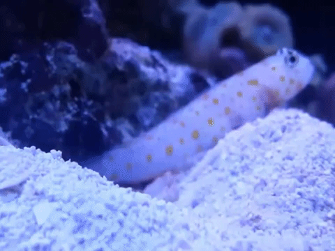 Fact File Pistol Shrimp And Goby Pairs Highly Recommended Salty Revolution