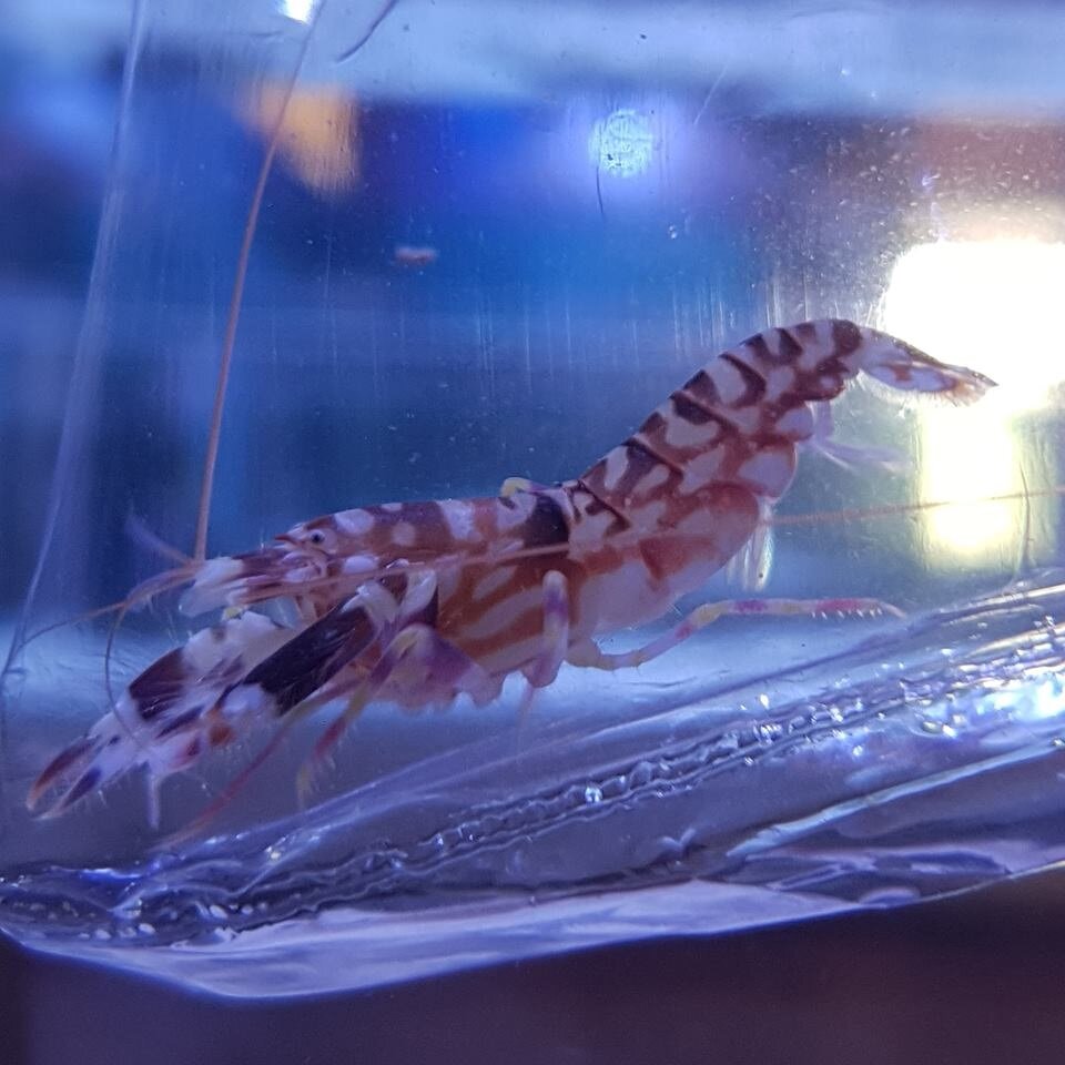 Fact File Pistol Shrimp And Goby Pairs Highly Recommended Salty