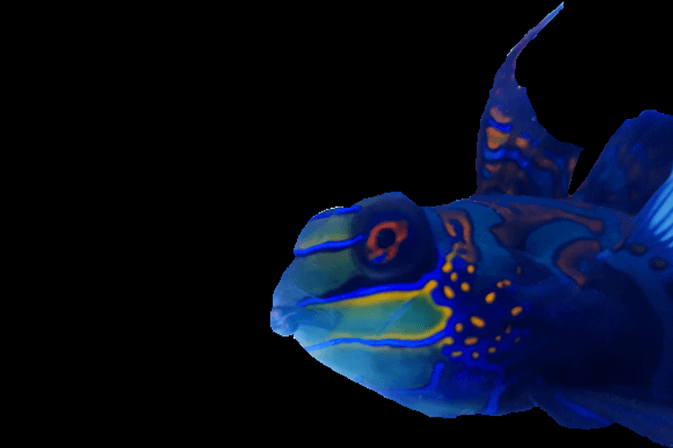 Blue Mandarin (Synchiropus splendidus). — Salty Revolution