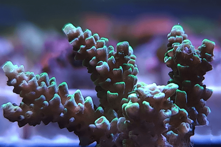 Acropora, green.png