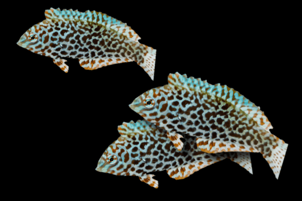 Timor wrasse (Halichoeres timorensis). — Salty Revolution