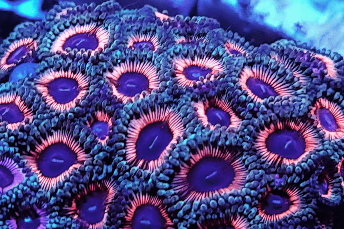INZOA501 JF Fireworks Indo Zoas, Generale grade. 00.png