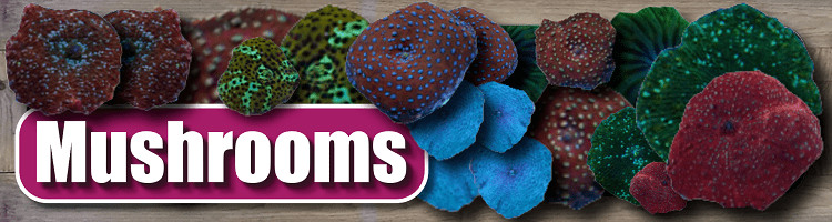 03.13 Link to Mushroom corals Shop page.png