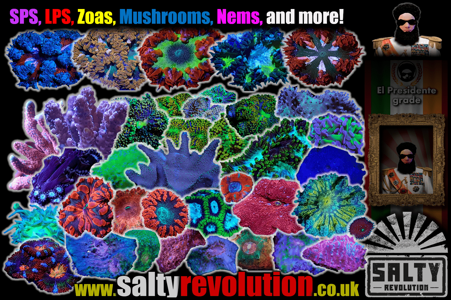 2202 04 09 SPS, LPS, Zoas, Mushrooms, Nems and more..png