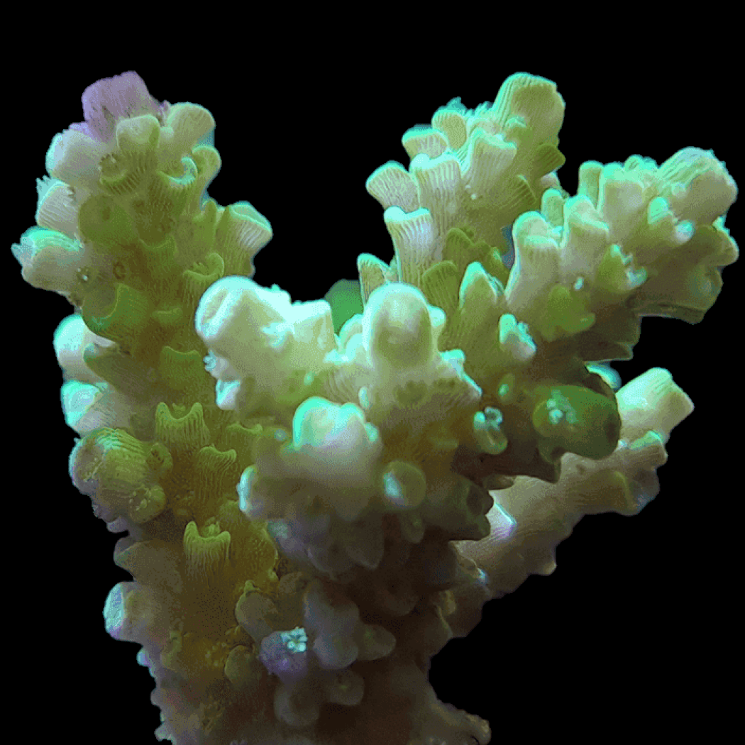 SPS001 Assorted SPS colonies (medium) — Salty Revolution