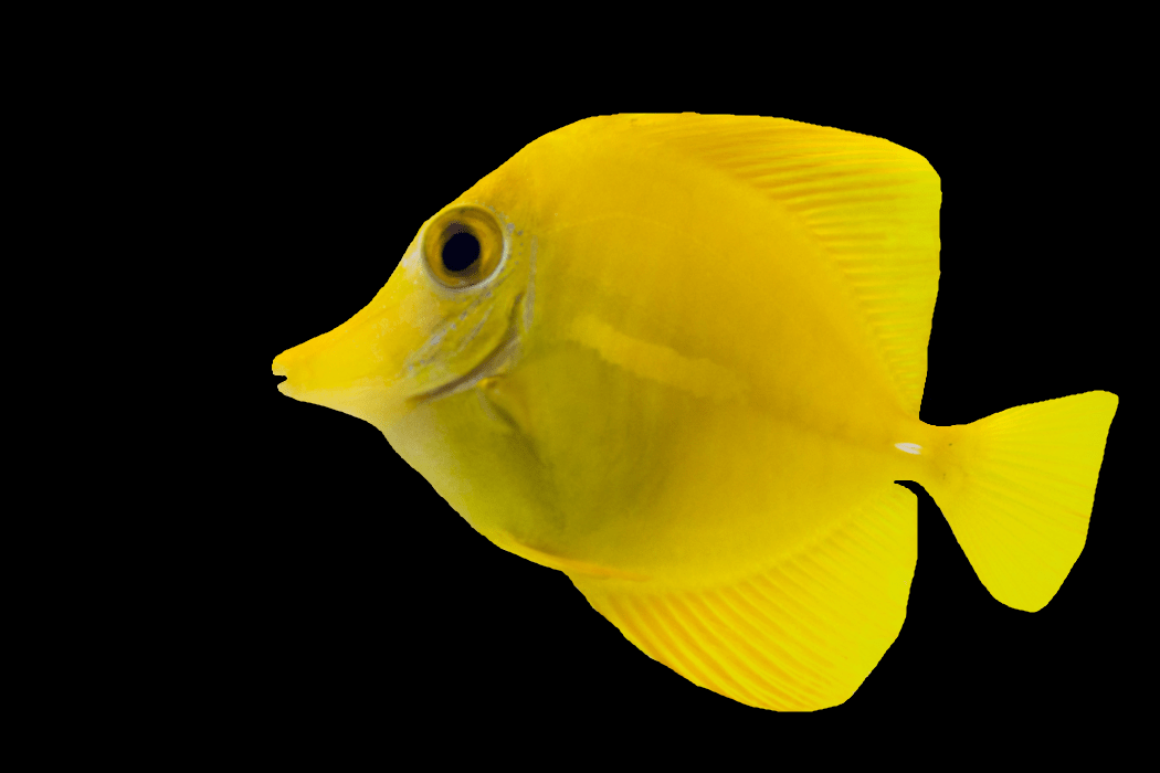 Yellow tang, captive bred (Zebrasoma flavescens). — Salty Revolution