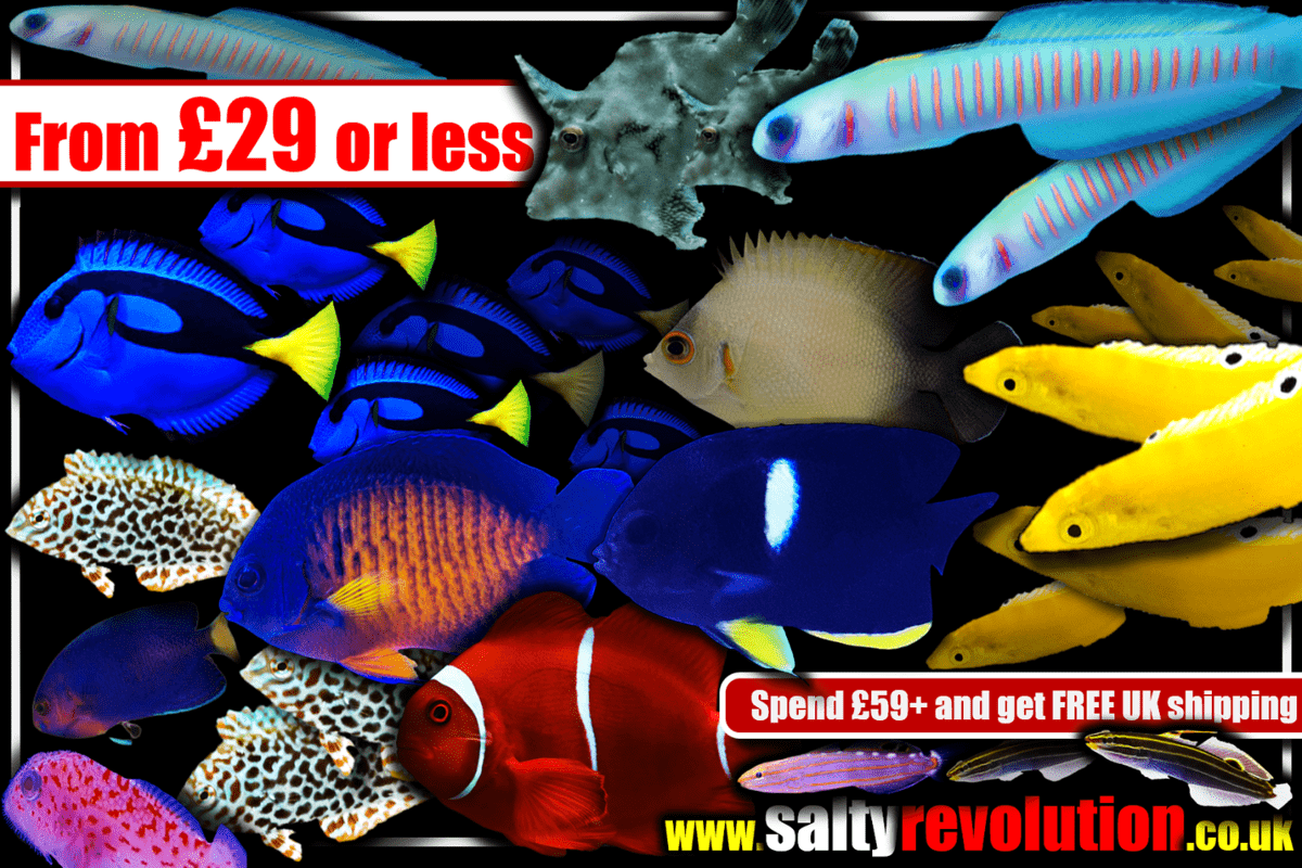 # GRAPHIC From £29 or less 1200px x 800px png comp.png