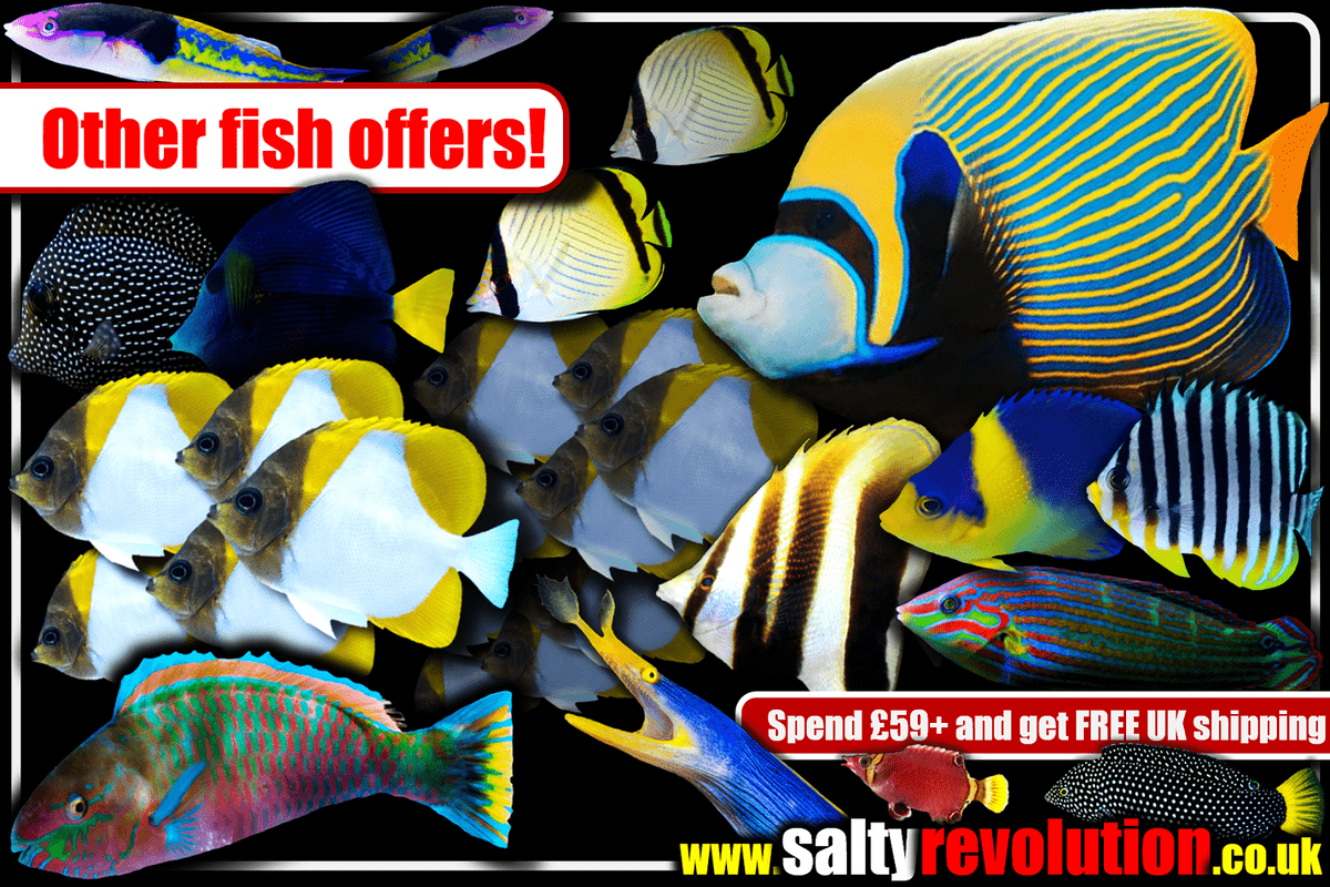 # GRAPHIC Other fish offers 1200px x 800px png comp.png