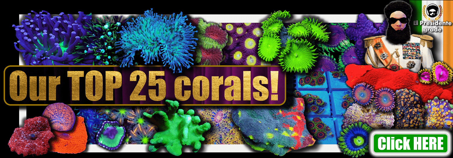 # BANNER Top 25 corals 1500px x 525px png comp.png