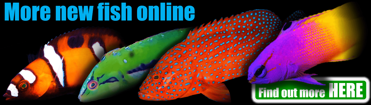 # BANNER More fish online 1500px x 425px png comp.png