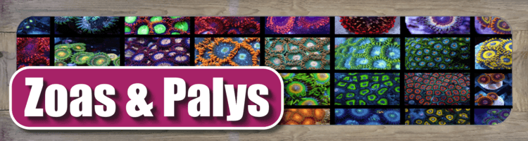 03.12 Link to Zoas & Palys Shop page.png