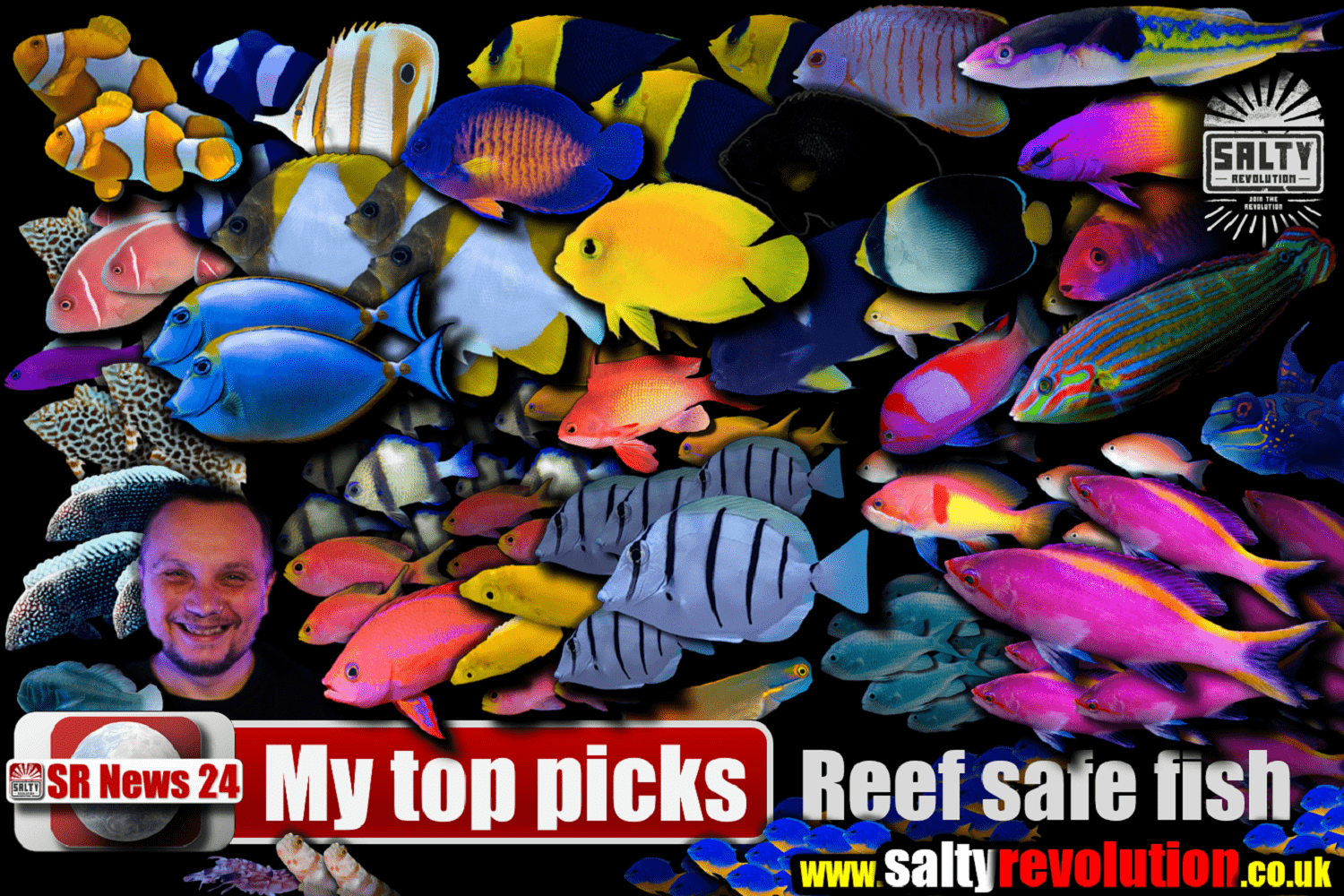 # BLOG 2023 07 07 Top Picks - Reef safe fish 1500px x 1000px png comp.png