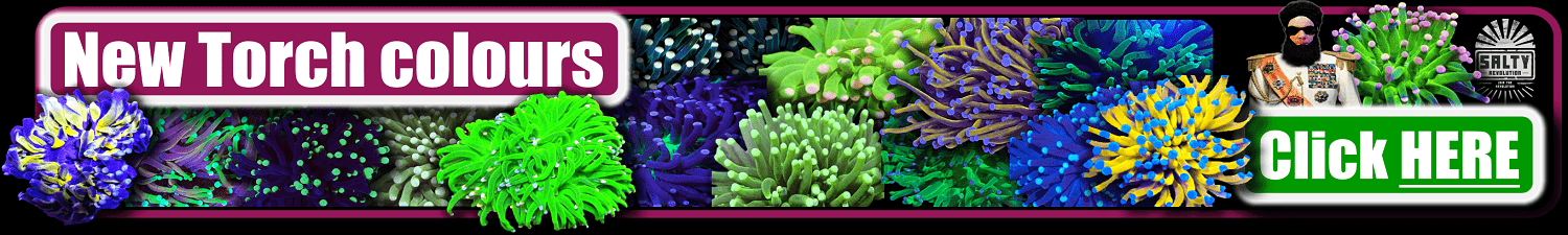 = BANNER Homepage pointer - Torch corals 1500px x 225px png comp.png