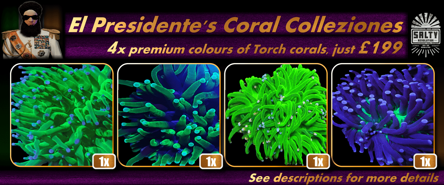 = PRODUCT El Presidentes Collezione - Premium Torch corals 1500px x 625px png comp.png