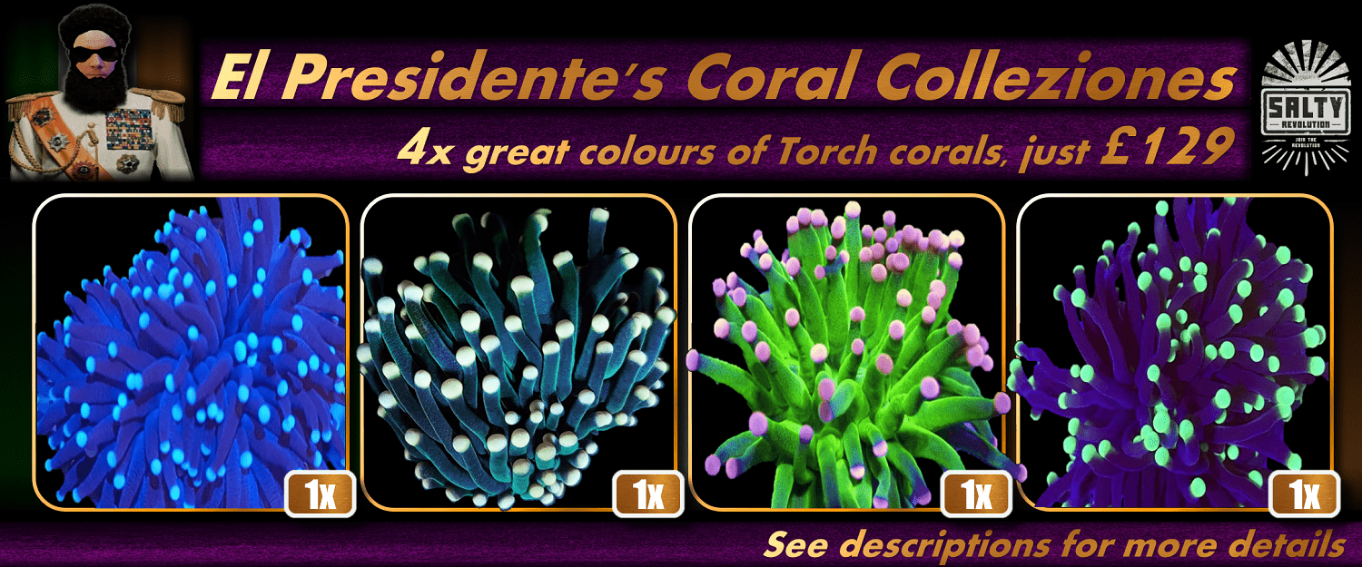 = PRODUCT El Presidentes Collezione - Torch corals 1500px x 625px png comp.png