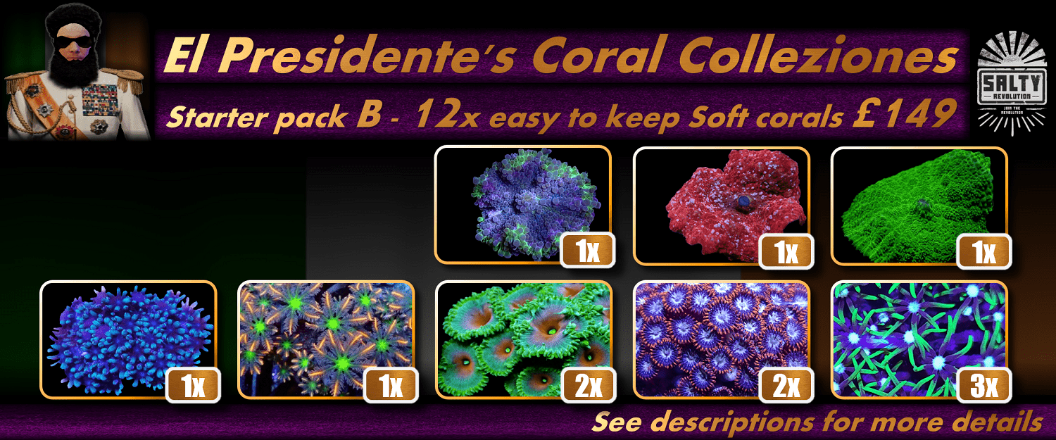 = PRODUCT El Presidentes Coral Collezione - Starter pack B 1500px x 625px png comp.png
