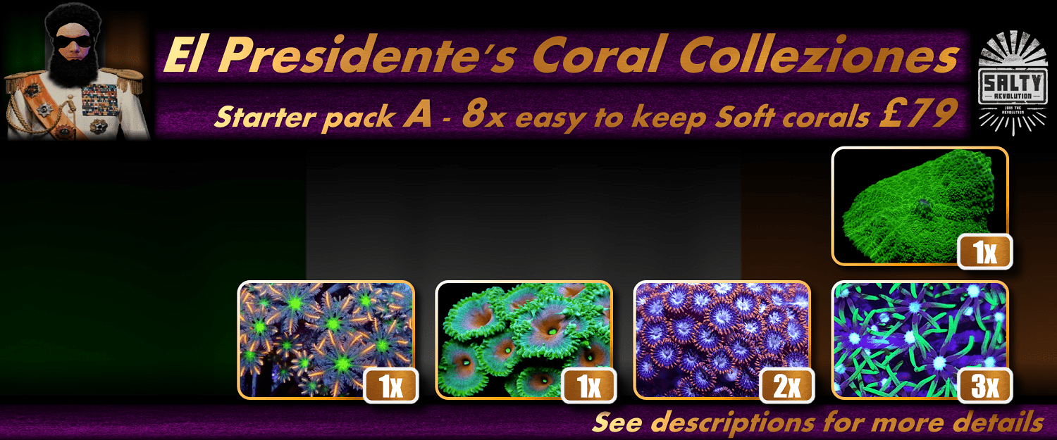 = PRODUCT El Presidentes Coral Collezione - Starter pack A 1500px x 625px png comp.png