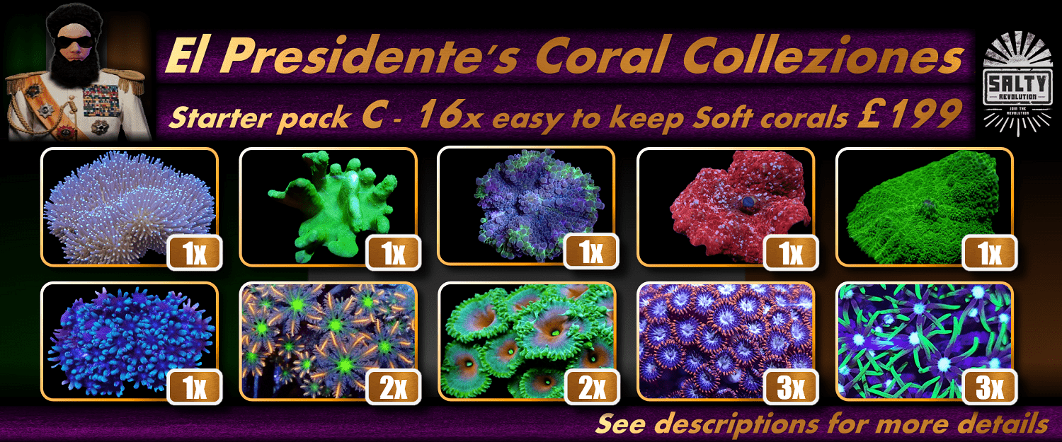 = PRODUCT El Presidentes Coral Collezione - Starter pack C 1500px x 625px png comp.png