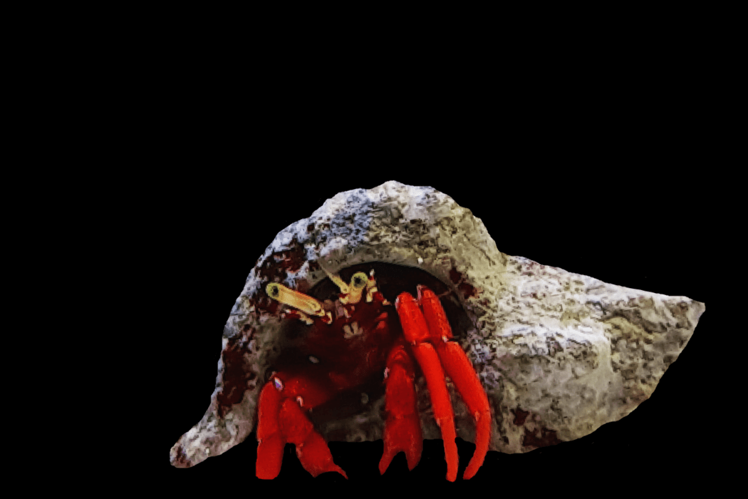 06 Caribbean red hermit crab (Calcinus sp.)..png