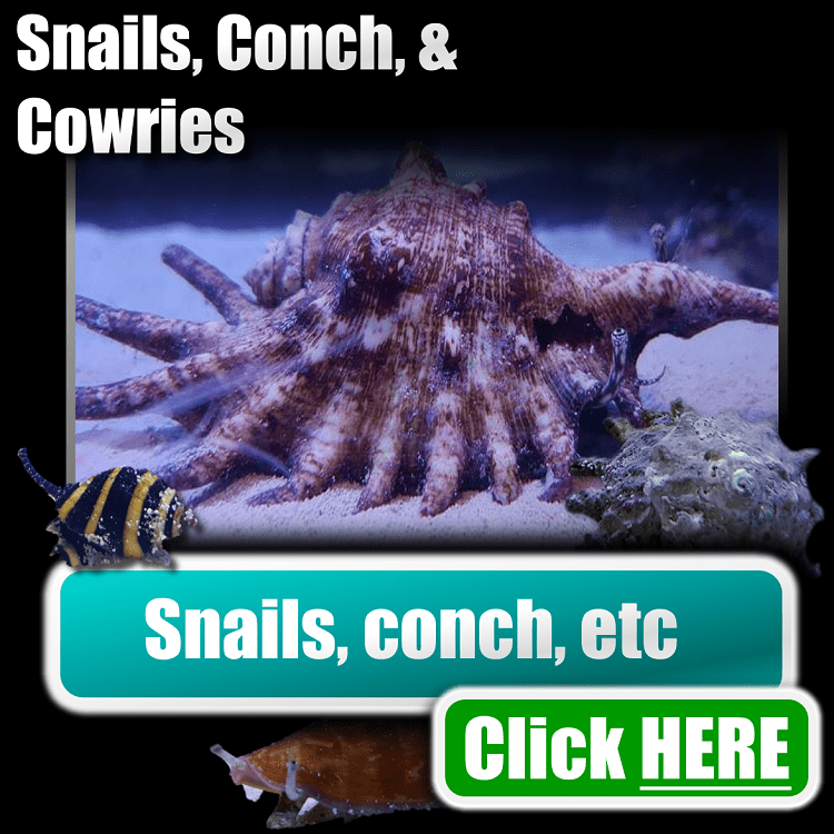 🟢BUTTONS🟢Omega Set 04 Button 15 Snails conch cowries 750px x 750px png comp.png