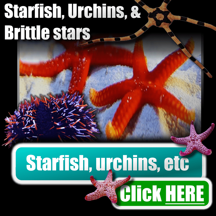 🟢BUTTONS🟢Omega Set 04 Button 17 Starfish urchins brittlestars 750px x 750px png comp.png