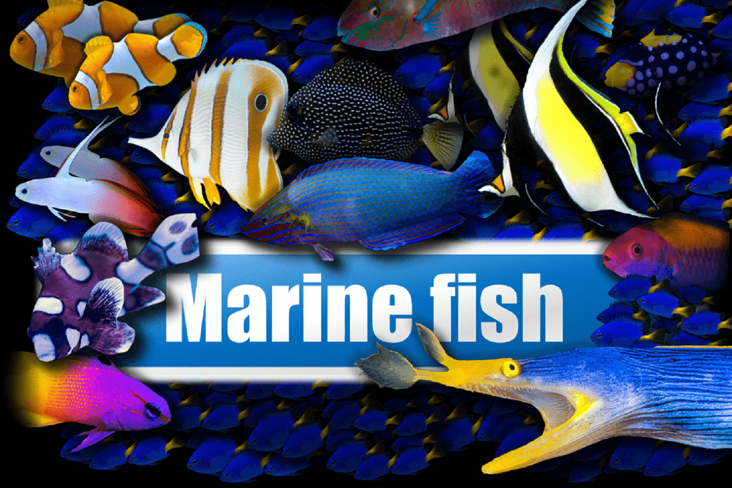 = BLOG 2024 02 09 Marine fish 1500px x 1000px png comp.png