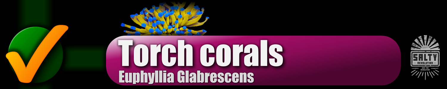 071 BUTTON - Torch corals 1500px x 300px png NOT COMP.png