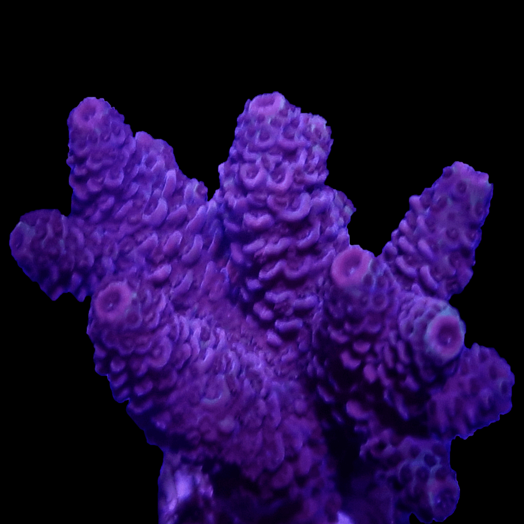 SPS880 Millipora Dark purple..png