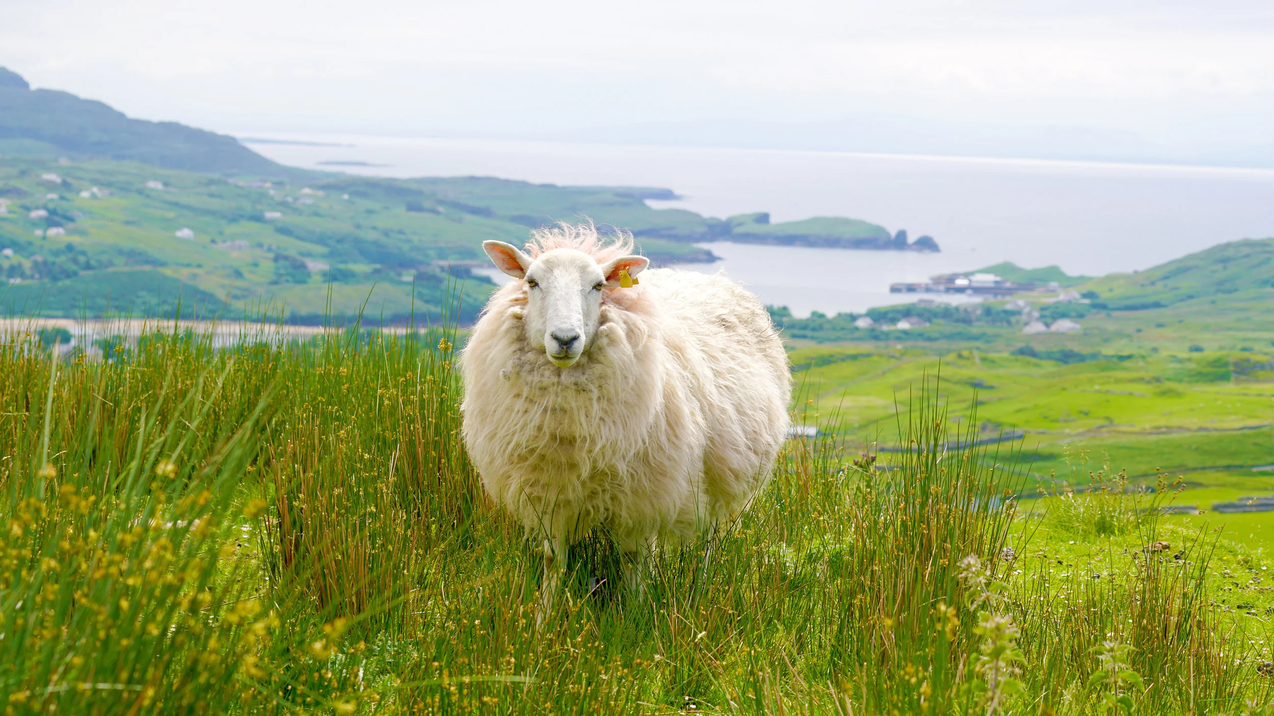 Slieve League Pilgrim Path (Copy)