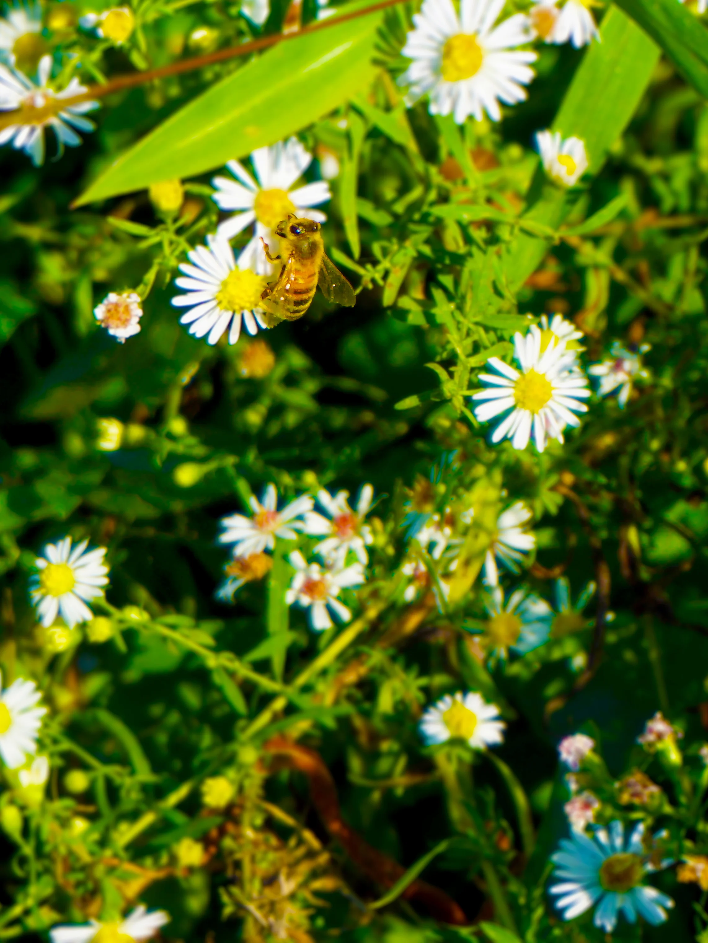 Bee.jpg