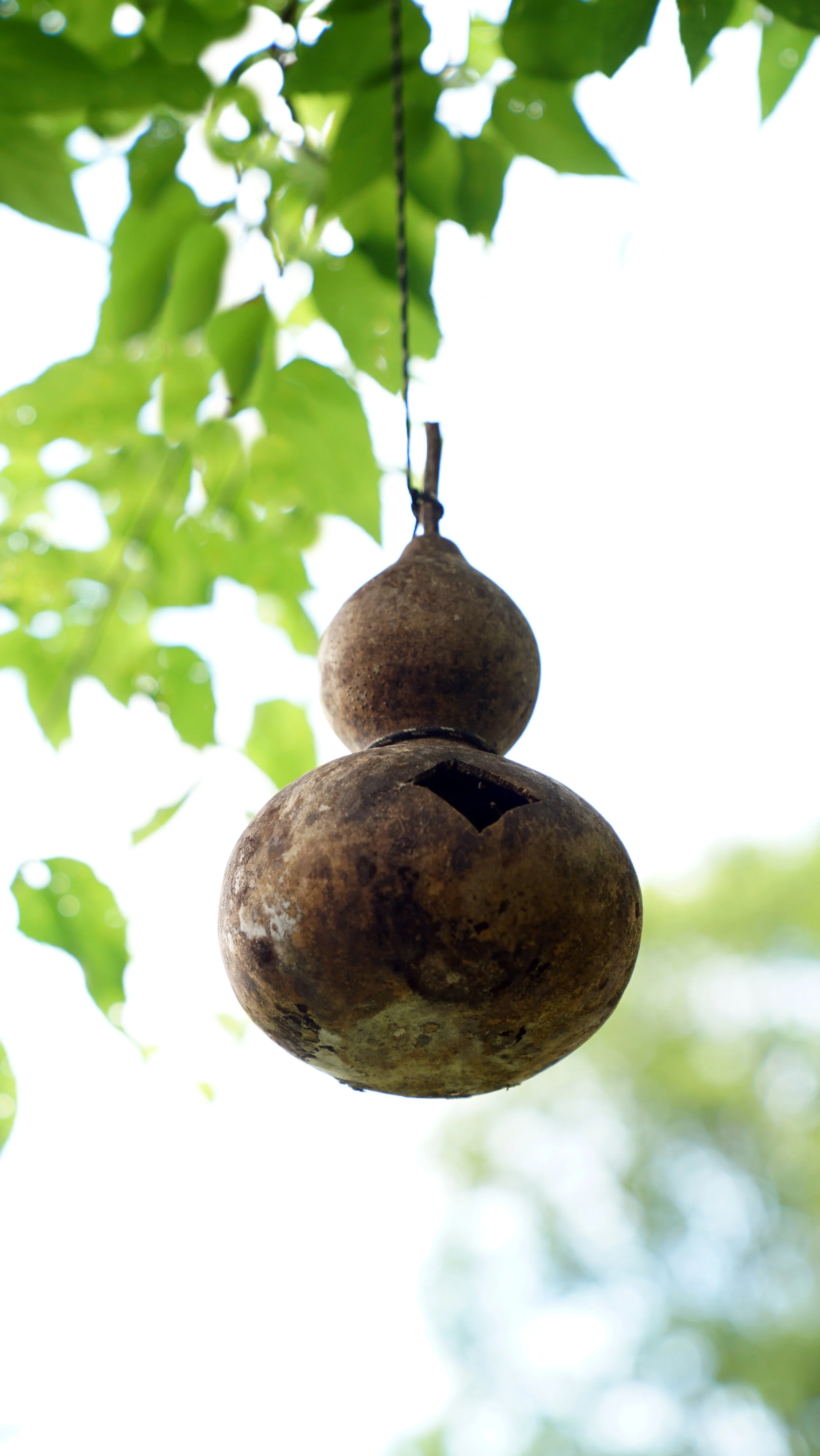 SheritaSinPhotography_Gourd