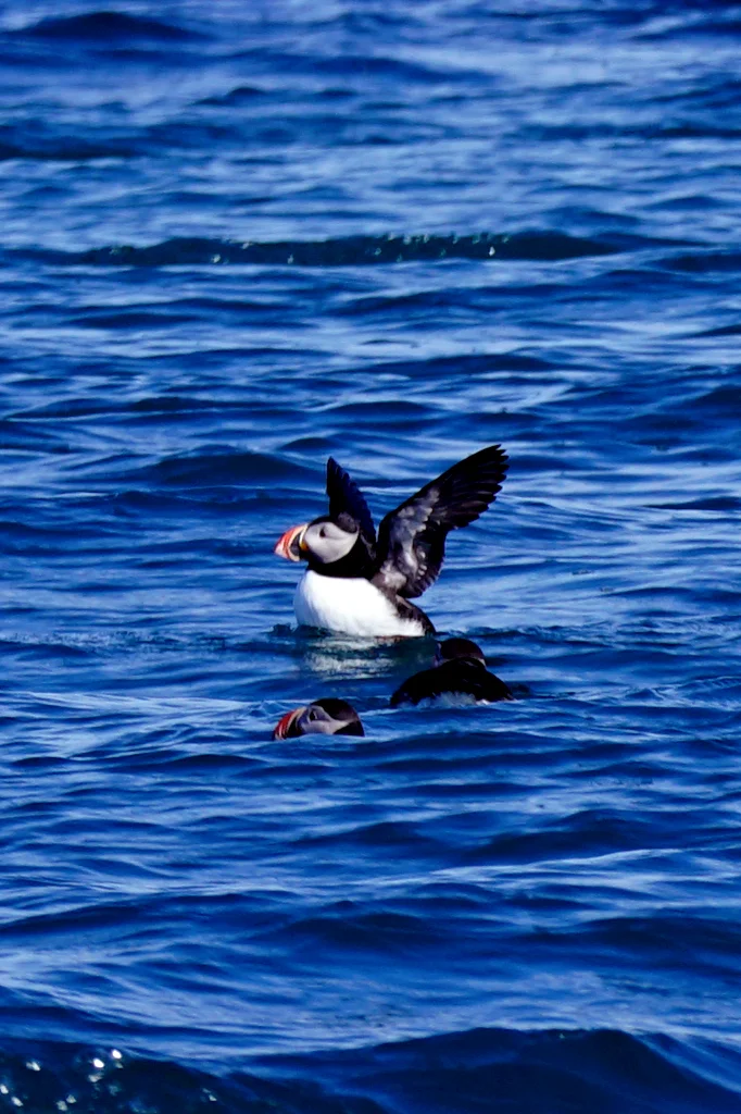 puffin1.jpg