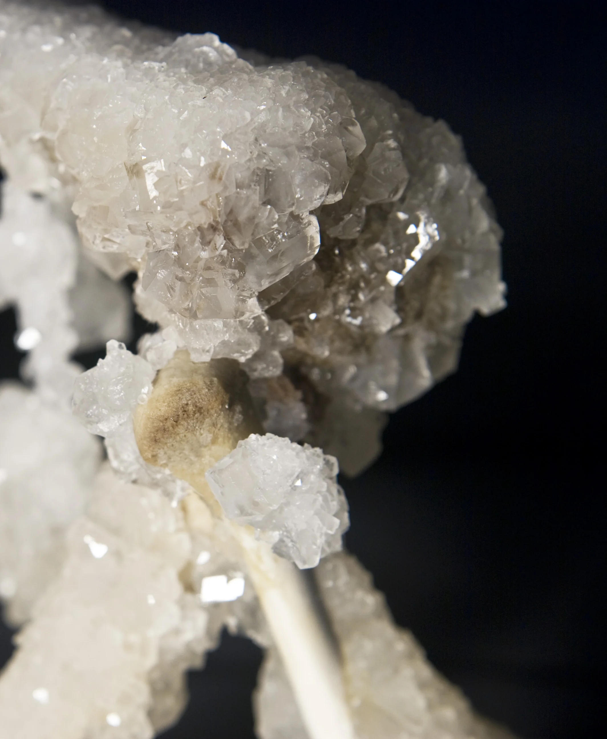 Cyrus Tang,  The Fleeting Now and Eternity , 2011, animal bones and Borax, dimensions variable, installation view