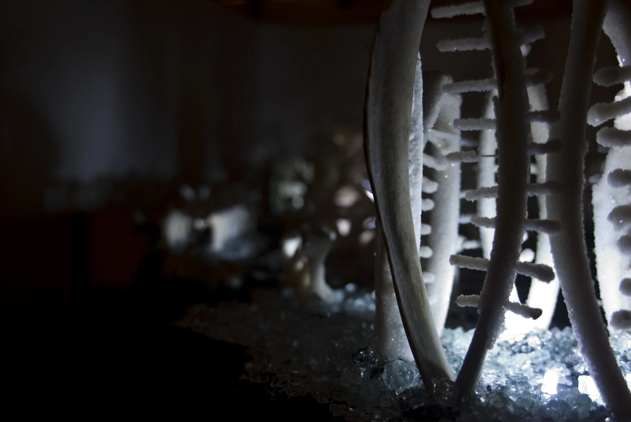 Cyrus Tang,  The Fleeting Now and Eternity , 2011, animal bones and Borax, dimensions variable, installation view