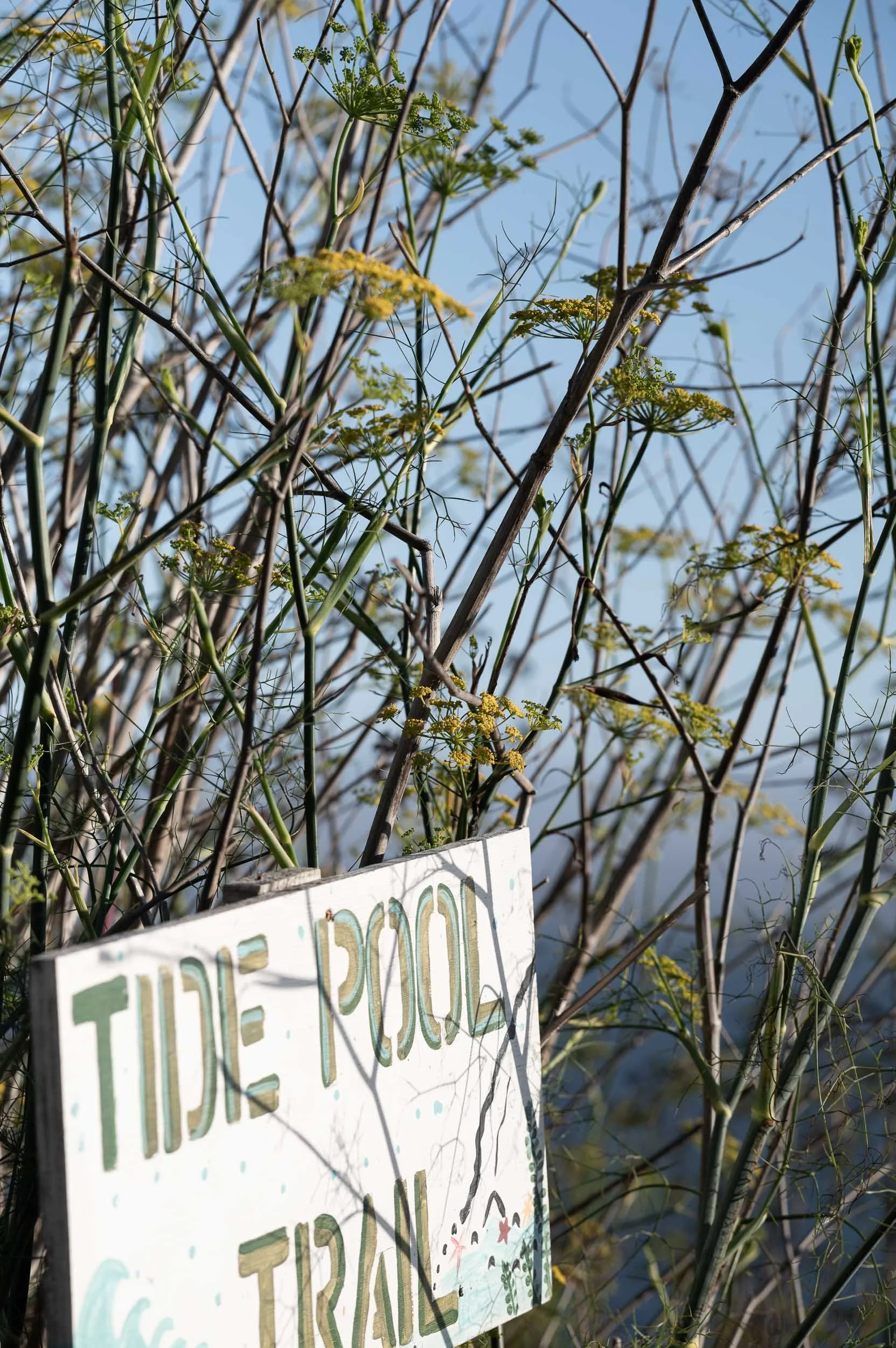 A sign reading 'Tide Pool Trail' hanging among green and yellow plants with thin, leafless branches near a body of water under a blue sky.