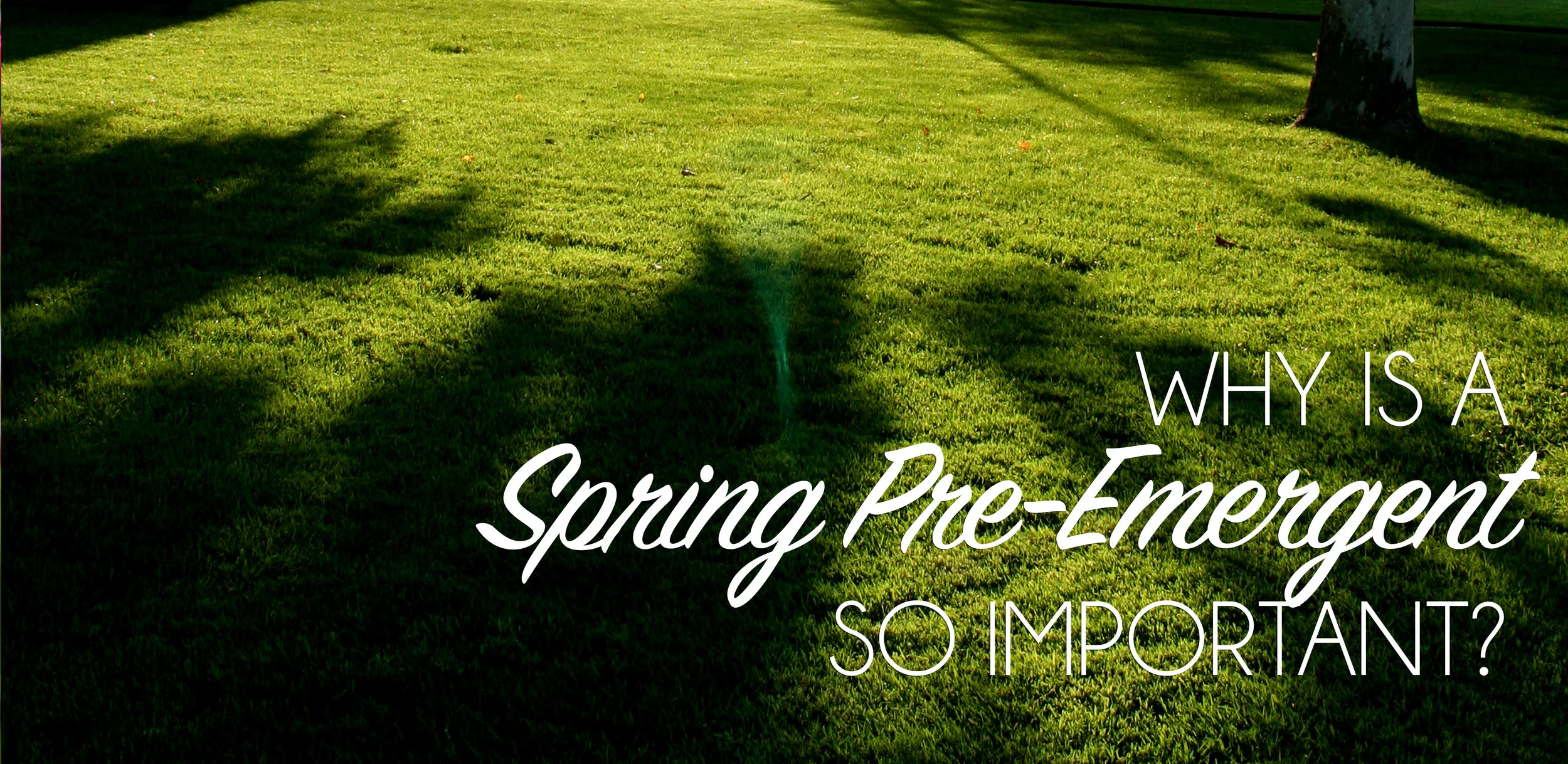 Spring Pre-Emergent.jpg