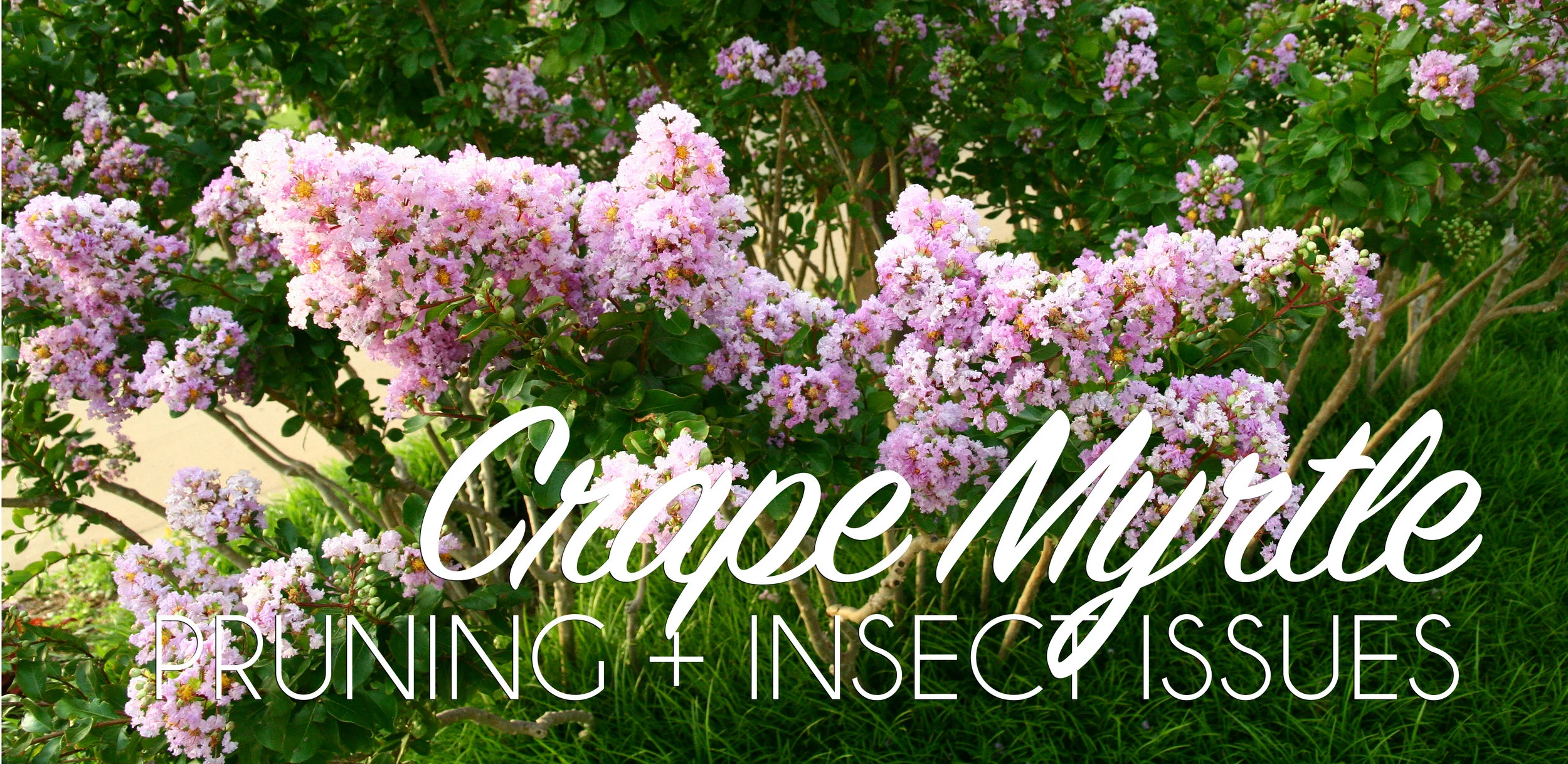 Crape Myrtle Header.jpg